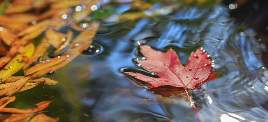Maple leaf floating in some water with other leaves. 