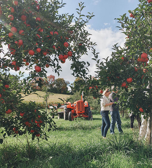 Des visiteurs cueillent des pommes dans un verger.
