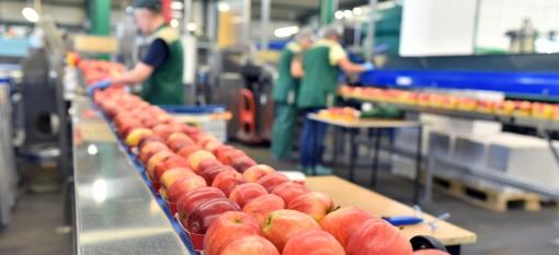Des pommes sur la chaîne de montage pour l’expédition et l’emballage dans une usine alimentaire